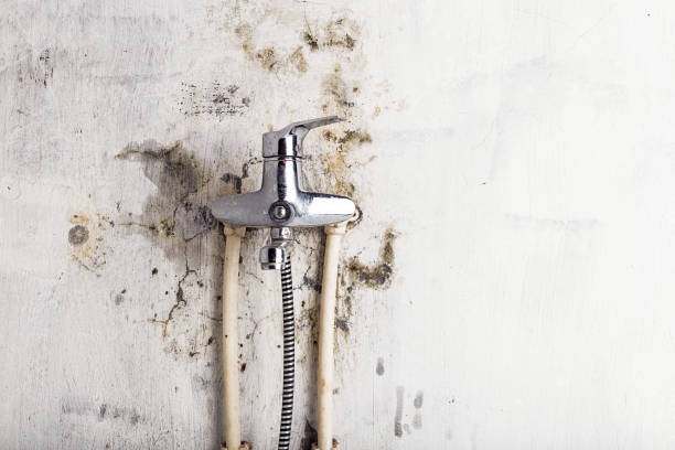 Best Mold Removal Company Near Me  in Utica, NY