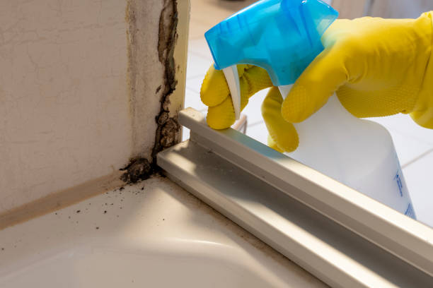 Best Commercial Mold Removal  in Utica, NY