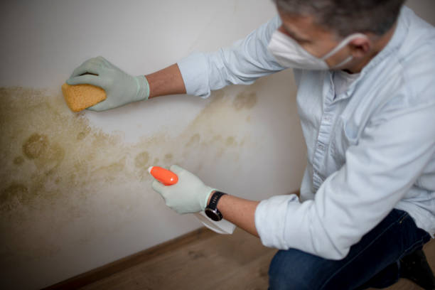 Attic Mold Removal in Utica, NY