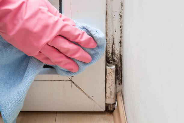 Best Attic Mold Removal  in Utica, NY