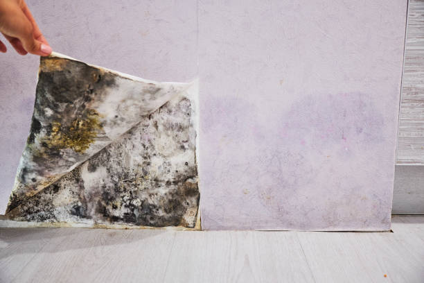 Best Professional Mold Removal  in Utica, NY